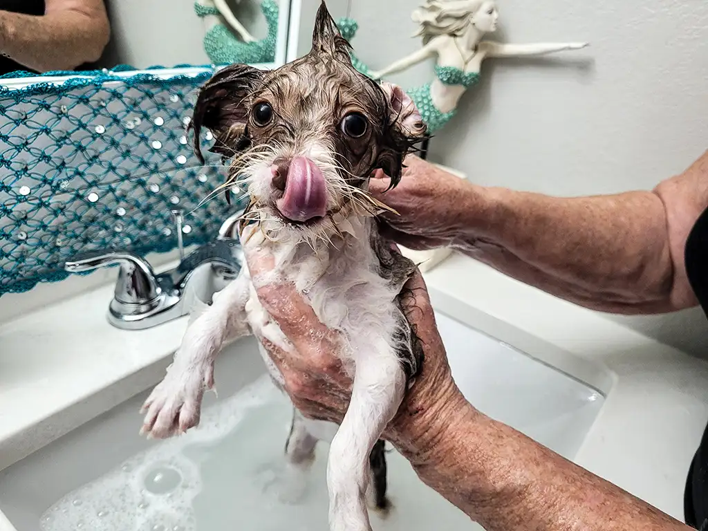 pets hair clogged plumbing