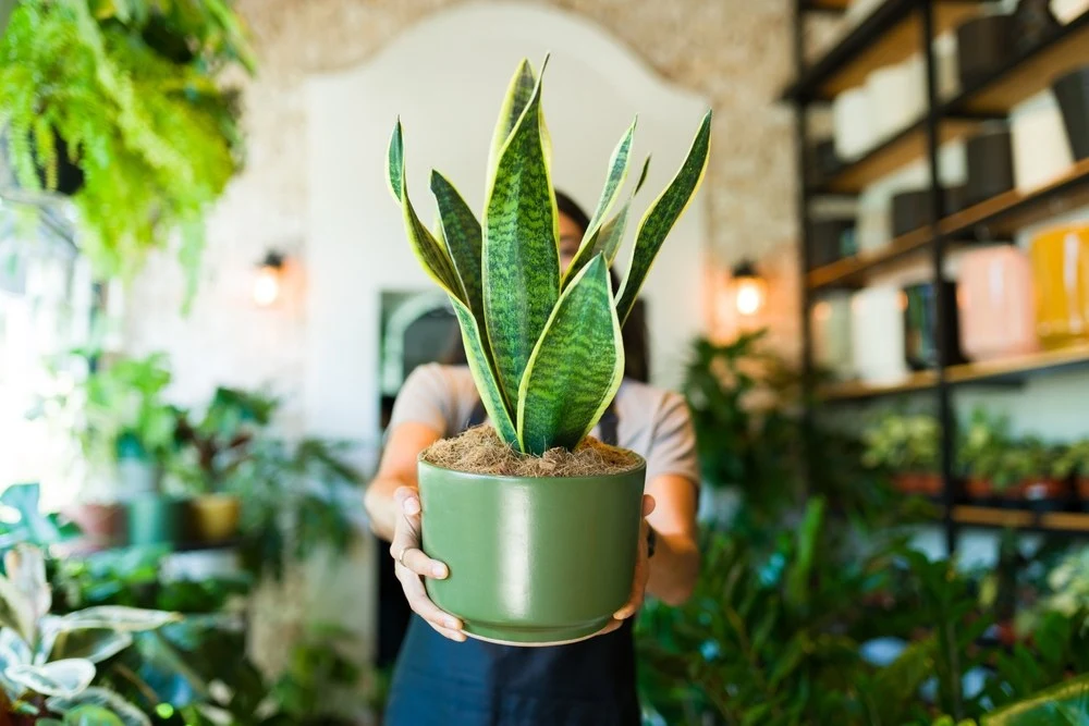 snake plant enhances indoor air quality