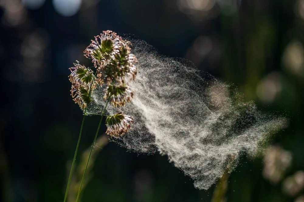 pollen-eruption-alergy-season-indoor-air-quality